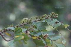 Dalbergia acaciifolia